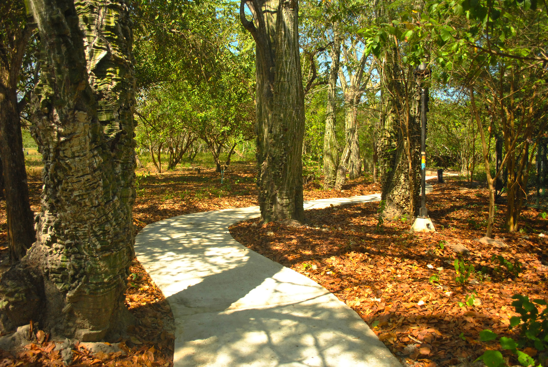 BaruGrande Senderos ECOLOGICOS